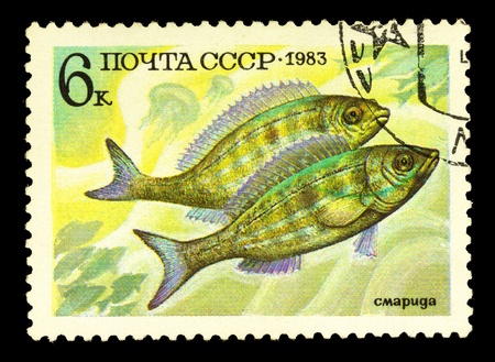 RUSSIA - CIRCA 1983: Stamp printed in the USSR shows Spicara smaris, circa 1983の写真素材