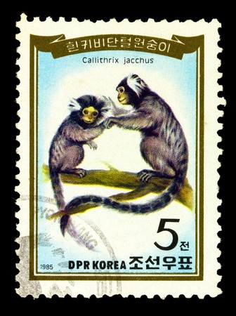 NORTH KOREA - CIRCA 1985: A stamp printed in North Korea, shows the common marmoset (Callithrix jacchus), circa 1985の写真素材