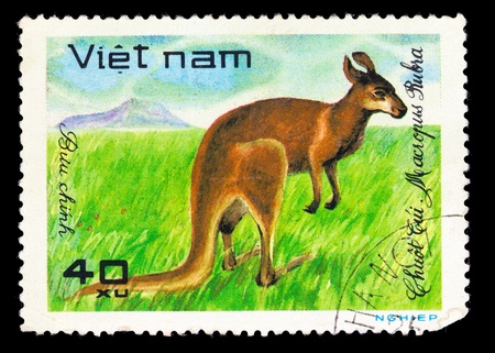 VIETNAM - CIRCA 1981: A stamp printed in Vietnam shows kangaroo, series is devoted to wild animals, circa 1981の写真素材