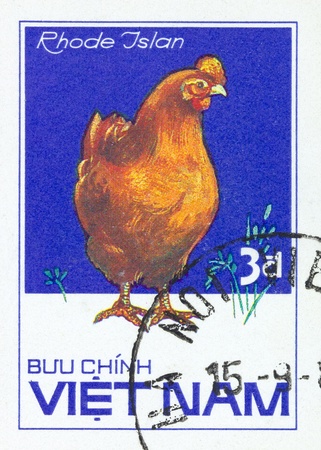 VIETNAM - CIRCA 1980: A stamp printed by Vietnam shows bird Chicken "Rhode Jslan", stamp is from the series, circa 1980sの写真素材