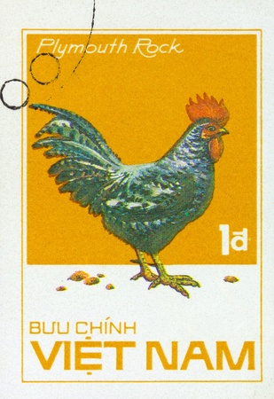 VIETNAM - CIRCA 1980: A stamp printed by Vietnam shows bird Chicken "Plymouth Rock", stamp is from the series, circa 1980sの写真素材