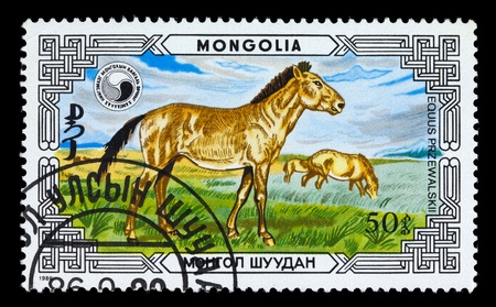 MONGOLIA - CIRCA 1986: A stamp printed in Mongolia shows Przewalski's Horse - Equus Przewalskii, series, circa 1986の写真素材