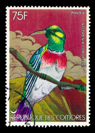 COMORES - CIRCA 1986: Postage stamp printed in Comores, shows a bird the "nectarinia comorensis", circa 1986の写真素材