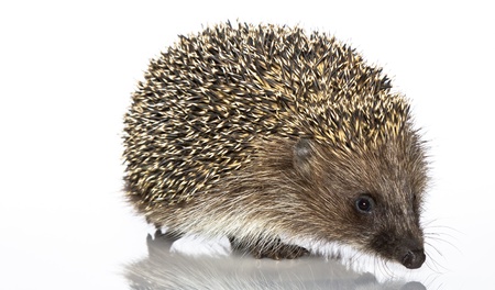 A young hedgehog, about a year. In  front of white backgroundの写真素材