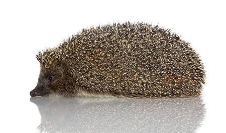 A young hedgehog, about a year. In  front of white backgroundの写真素材