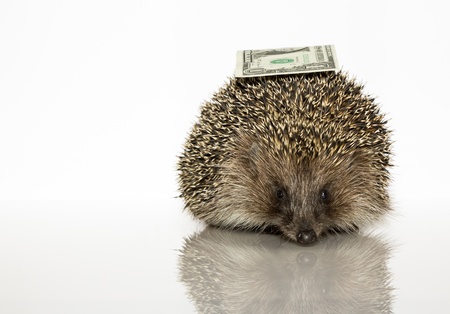 Young hedgehog with dollar, about a year. In  front of white backgroundの写真素材