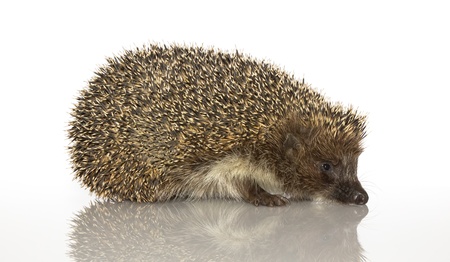 A young hedgehog, about a year. In  front of white backgroundの写真素材
