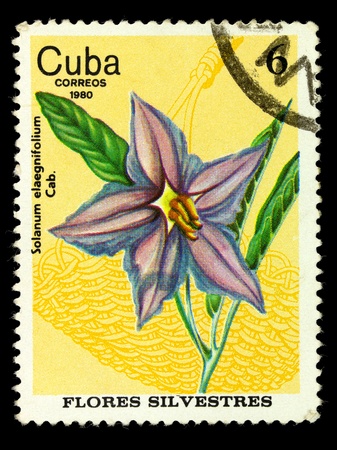 CUBA - CIRCA 1980: A stamp printed in Cuba shows Solanum elaegniffalium from series Wild flowers, circa 1980の写真素材