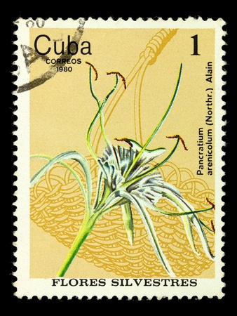 CUBA - CIRCA 1980: A stamp printed in Cuba shows Pancratium arenicalum from series Wild flowers, circa 1980の写真素材