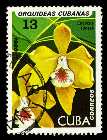 CUBA - CIRCA 1980: A stamp printed in Cuba shows Encyclia fucata, series is devoted to orchids, circa 1980の写真素材