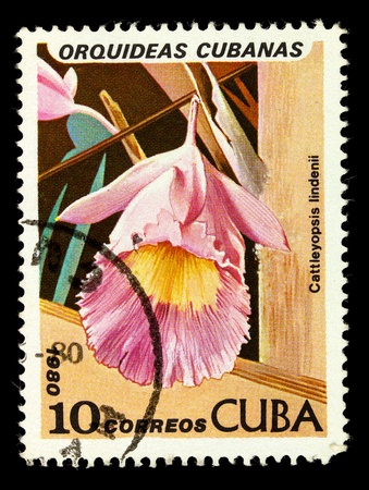 CUBA - CIRCA 1980: A stamp printed in Cuba shows Cattleyopsis lindenii, series is devoted to orchids, circa 1980の写真素材