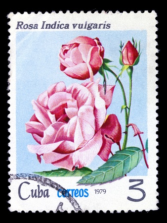 CUBA - CIRCA 1979: A stamp printed in Cuba shows chinese tea rose, series, circa 1979の写真素材