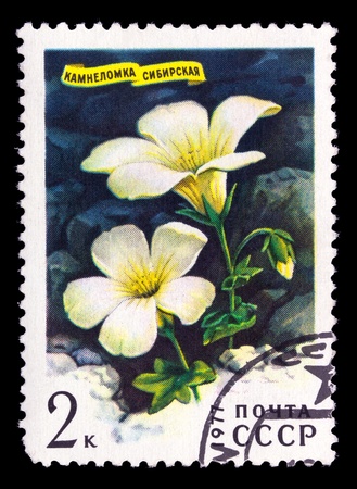 USSR - CIRCA 1977: a stamp printed in USSR shows Sibirian flower Saxifraga Sibirica, series, circa 1977の写真素材