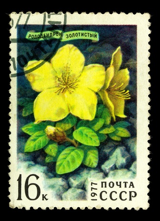 USSR - CIRCA 1977: a stamp printed in USSR shows Sibirian flower Rhododendron Golden, series, circa 1977の写真素材