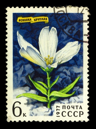 USSR - CIRCA 1977: A stamp printed by Russia showing Cerastium maximum flowers, circa 1977の写真素材