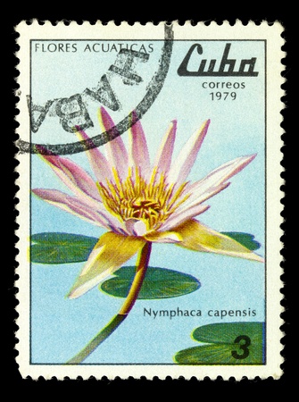 CUBA - CIRCA 1980: A Stamp printed in CUBA shows Flores acuaticas, Morinda royoc L., circa 1979の写真素材
