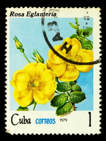 CUBA - CIRCA 1979: A stamp printed in Cuba shows sweetbrier rose, series, circa 1979の写真素材