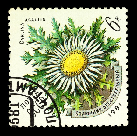 USSR - CIRCA 1981: stamp printed by USSR, shows Carlina Acaulis, circa 1981の写真素材