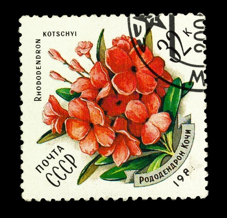 USSR - CIRCA 1984: A stamp printed in the USSR shows Rhododenron kotschyi , circa 1984の写真素材