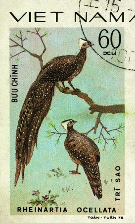 VIETNAM - CIRCA 1978: A stamp printed in Vietnam shows Rheinartia ocellata or crested argus, series devoted to the ornamental birds, circa 1978の写真素材