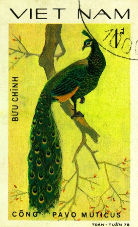 VIETNAM - CIRCA 1978: A stamp printed in Vietnam shows Pavo muticus or green peafowl, series devoted to the ornamental birds, circa 1978の写真素材