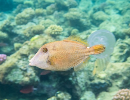 Fish. Marine Life in the Red Sea. Egyptの写真素材