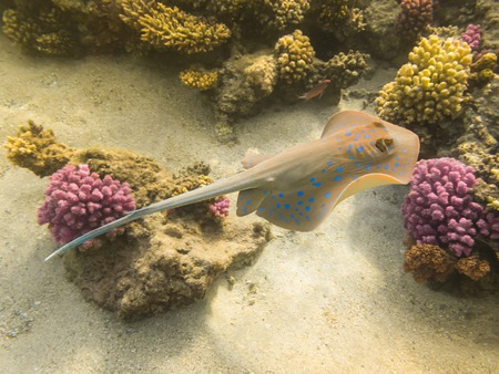 Blue Spotted stingray. Marine Life in the Red Sea. Egyptの写真素材