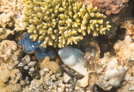 Moray Eel. Marine Life in the Red Sea. Egyptの写真素材