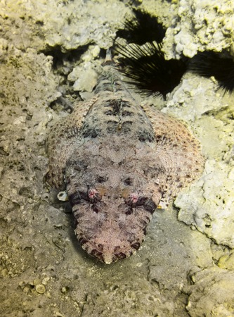 Crocodile fish. Marine Life in the Red Sea. Egyptの写真素材
