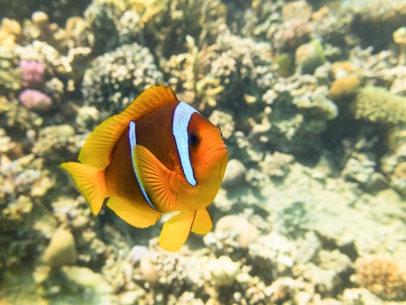 Clownfish. Marine Life in the Red Sea. Egyptの写真素材