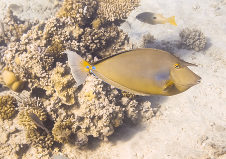 Naso Unicornis fish. Marine Life in the Red Sea. Egyptの写真素材