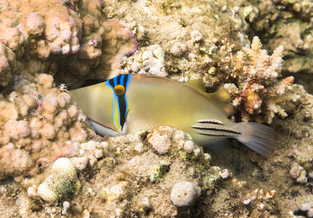 Rhinecanthus assasi fish. Marine Life in the Red Sea. Egypt