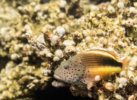 Fish. Marine Life in the Red Sea. Egyptの写真素材
