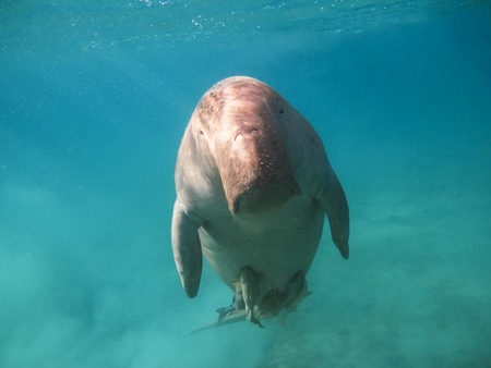 Dugong dugon. The sea cow. Red Seaの写真素材