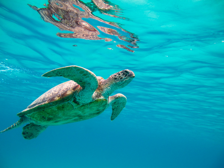 Green sea turtle swimming underwater Red Sea