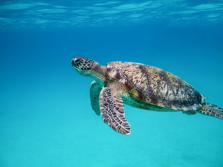 Green sea turtle swimming underwater Red Sea