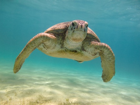 Green sea turtle swimming underwater Red Seaの写真素材