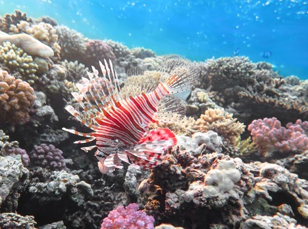 Pterois volitans, Lionfish on coral reef. Red Sea. Egyptの写真素材