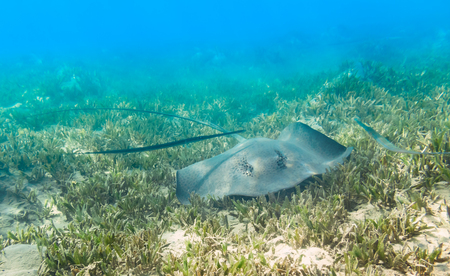 Blue Spotted stingray. Marine Life in the Red Sea. Egyptの写真素材
