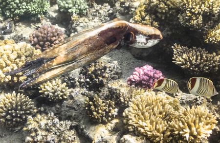 Reef Octopus underwater in ocean with fishの写真素材