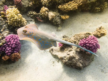 Blue Spotted stingray. Marine Life in the Red Sea. Egyptの写真素材