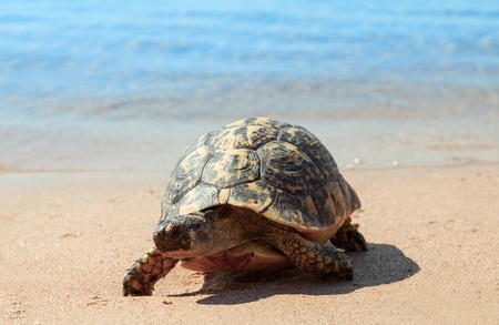 Turtle on the sandy beach.Egypt. Red Seaの写真素材