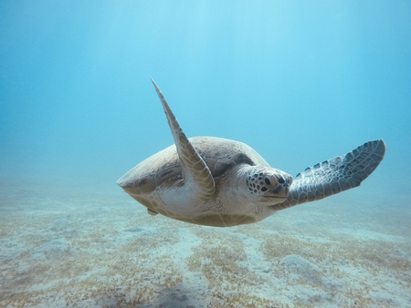 Green sea turtle swimming underwater Red Sea. Egypt