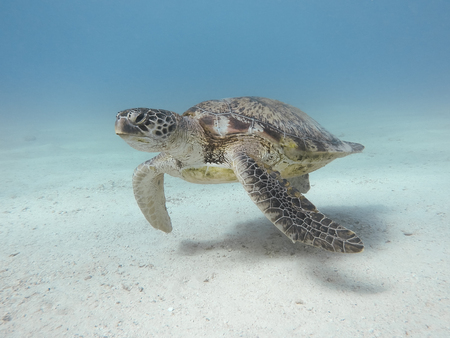 Green sea turtle. Marine Life in the Red Sea. Egypt