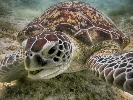 Green sea turtle. Marine Life in the Red Sea. Egyptの写真素材