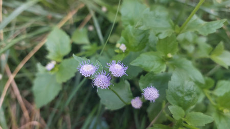 View Billy Goat weed or Chickweed flower ( Ageratum conyzoides ) and green leaves on small tree in sunlight at the morning.の写真素材