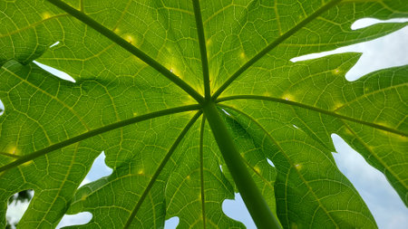 Fresh green papaya leaves with natural lightの写真素材