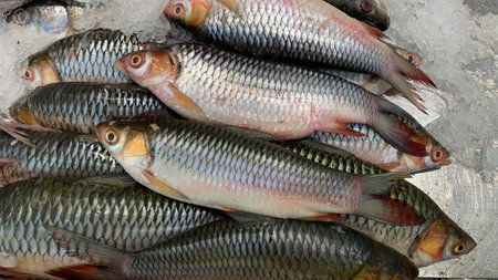 Bright and Big Rohu or Rui or Rohit Fish, scientific name Labeo Rohita, on the tray with ice