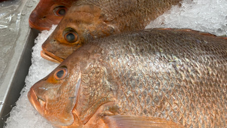 Close-up view of snapper fish on ice at market shopの写真素材