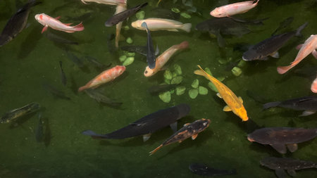 fish swimming under water in the pond during night hoursの写真素材